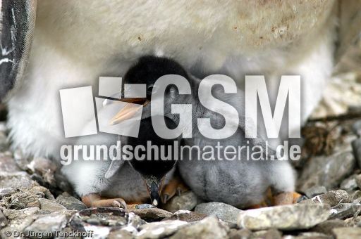 Eselspinguin (69 von 97).jpg